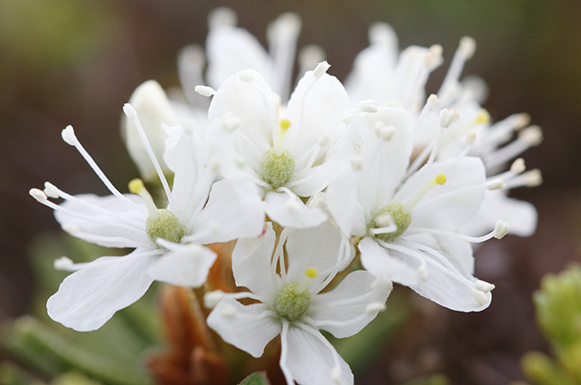 Rhododendron groenlandicum