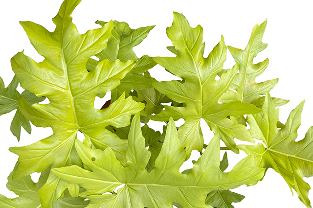 Philodendron warscewiczii — houseplant care guide