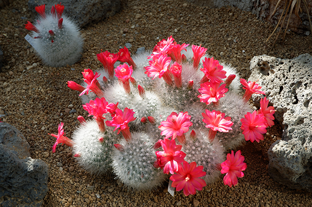 Mammillaria senilis other