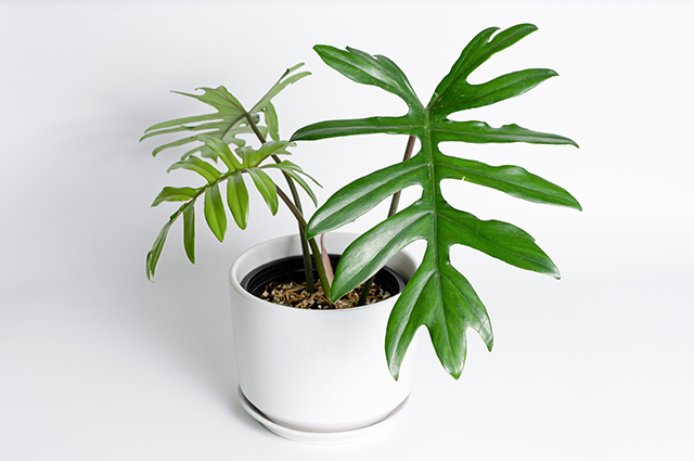 Philodendron mayoi other