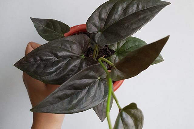 Syngonium erythrophyllum other