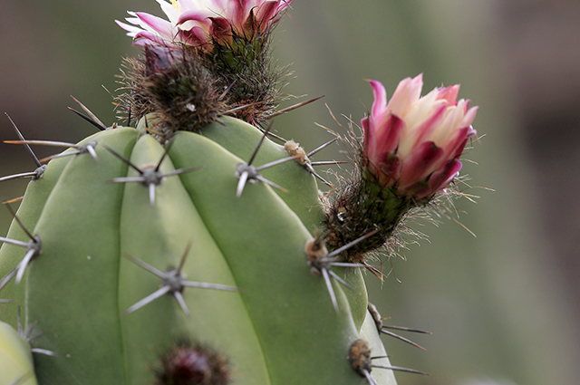 Polaskia chende other