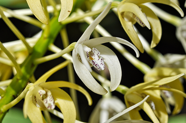 Dendrobium speciosum other