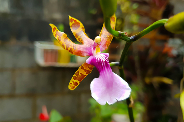 Miltonia clowesii other