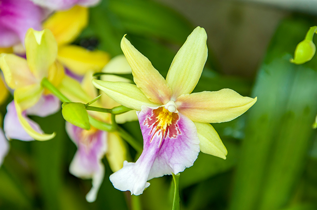 Miltonia regnellii other