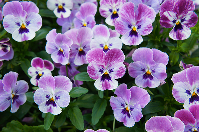 Viola × Wittrockiana — search result for 'Viola'