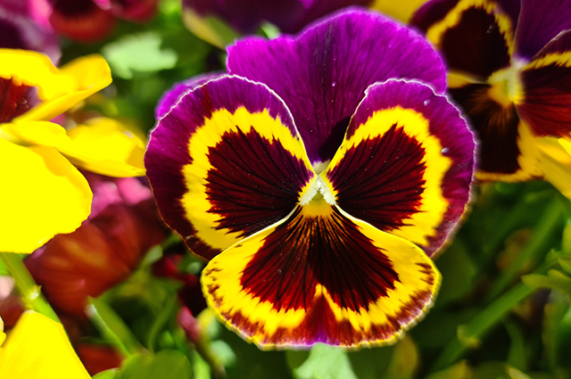 Viola × Wittrockiana other