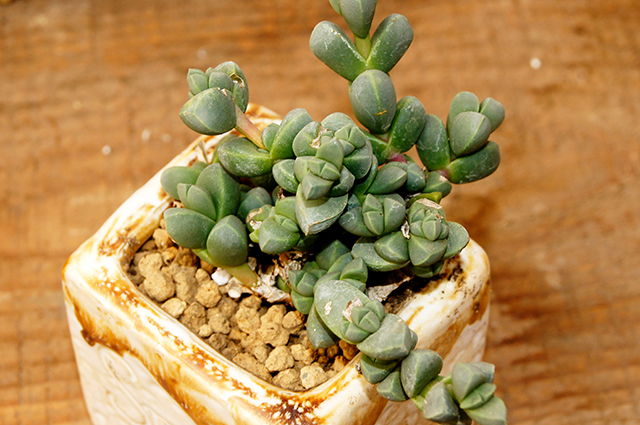 Astridia velutina other