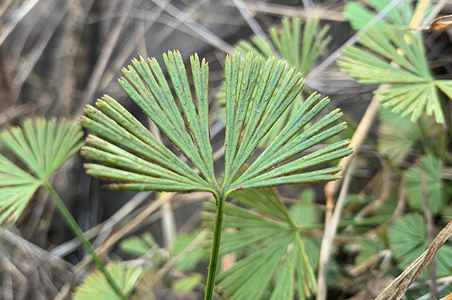 Actiniopteris australis — related species from the same genus
