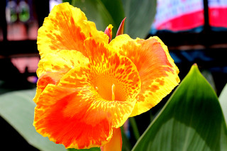 Canna × hybrida