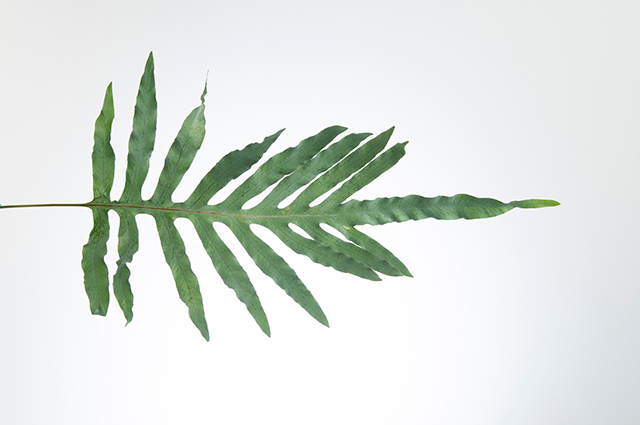 Phlebodium areolatum other