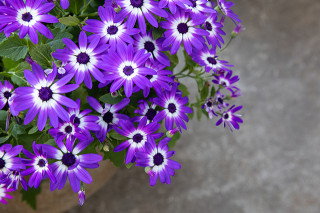 Pericallis × hybrida