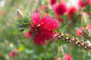 Melaleuca citrina