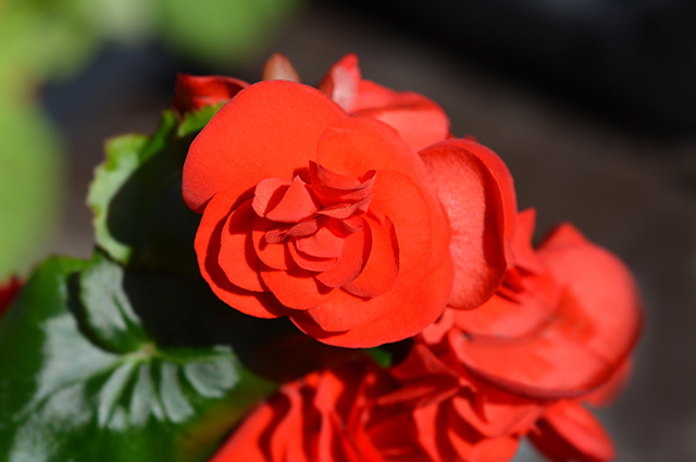 Begonia × hiemalis other