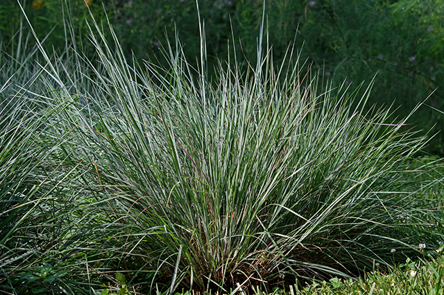 Schizachyrium scoparium other