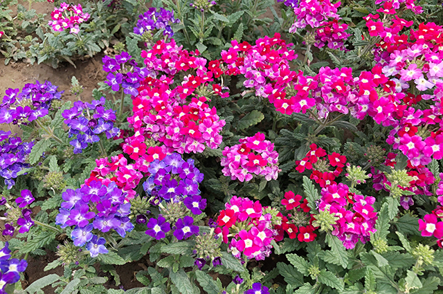 Verbena peruviana other