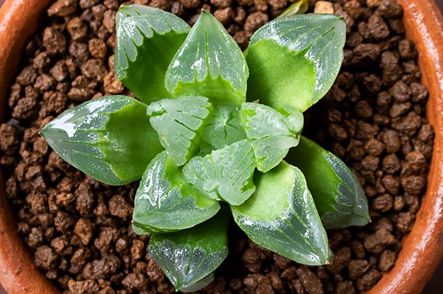 Haworthia pygmaea other
