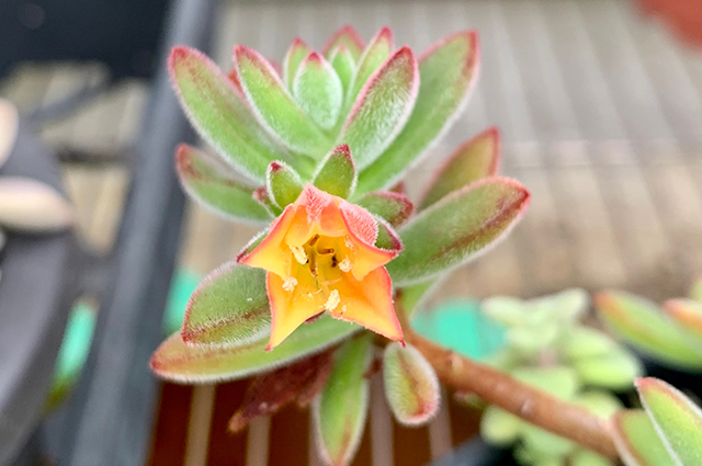 Echeveria harmsii other