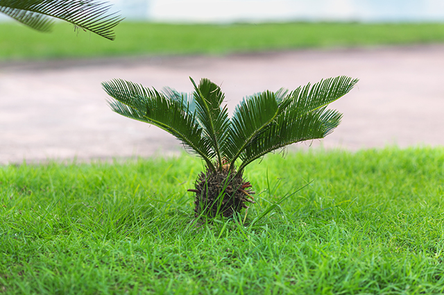 Metroxylon sagu other