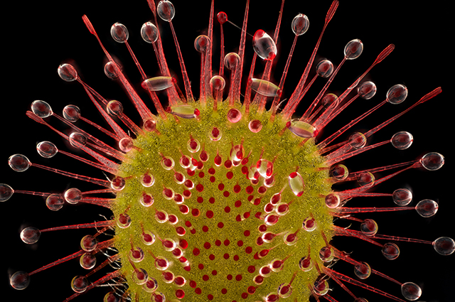 Drosera madagascariensis other