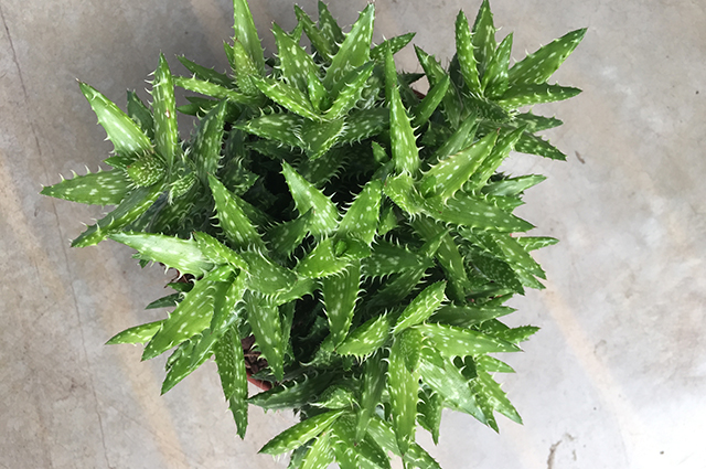 Aloe squarrosa other