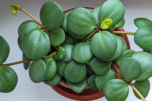 Peperomia tetraphylla other