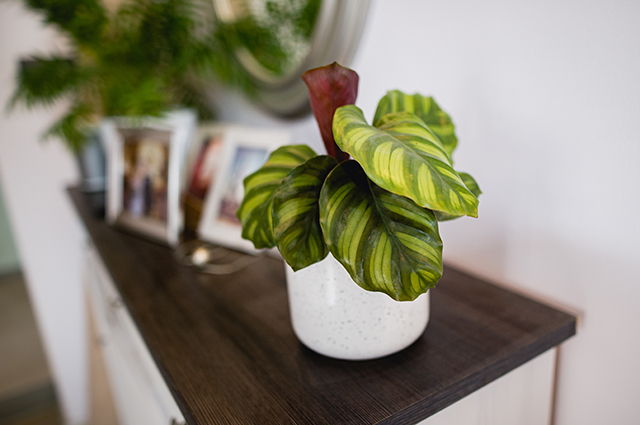 Calathea fasciata other