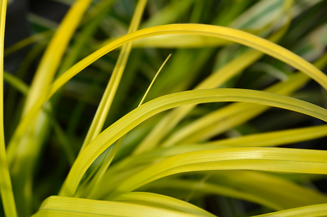 Carex oshimensis other