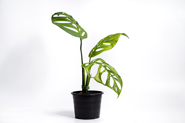 Monstera epipremnoides other