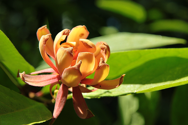 Calycanthus occidentalis other