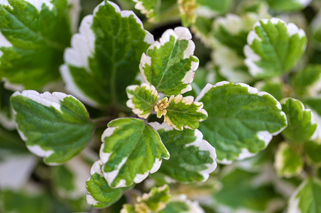 Plectranthus glabratus other