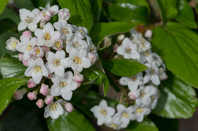 Viburnum × burkwoodii — search result for 'Viburnum'