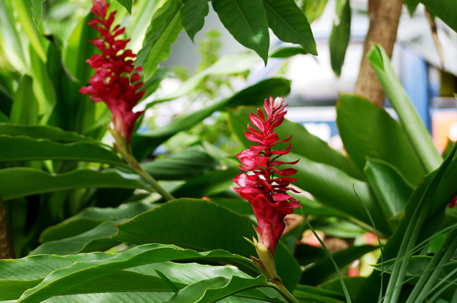 Alpinia purpurata other
