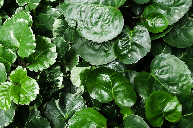 Polyscias balfouriana other