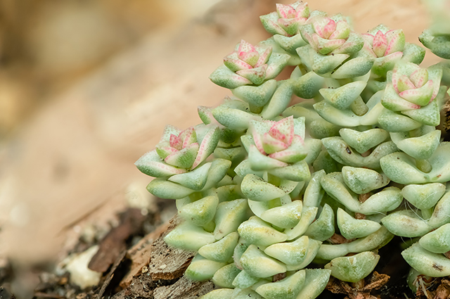 Crassula brevifolia other