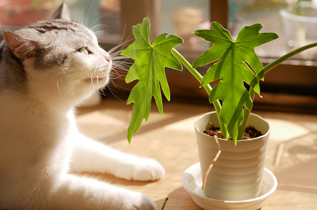 Philodendron radiatum other