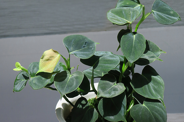 Philodendron lupinum other