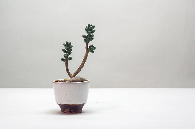 Sedum furfuraceum other