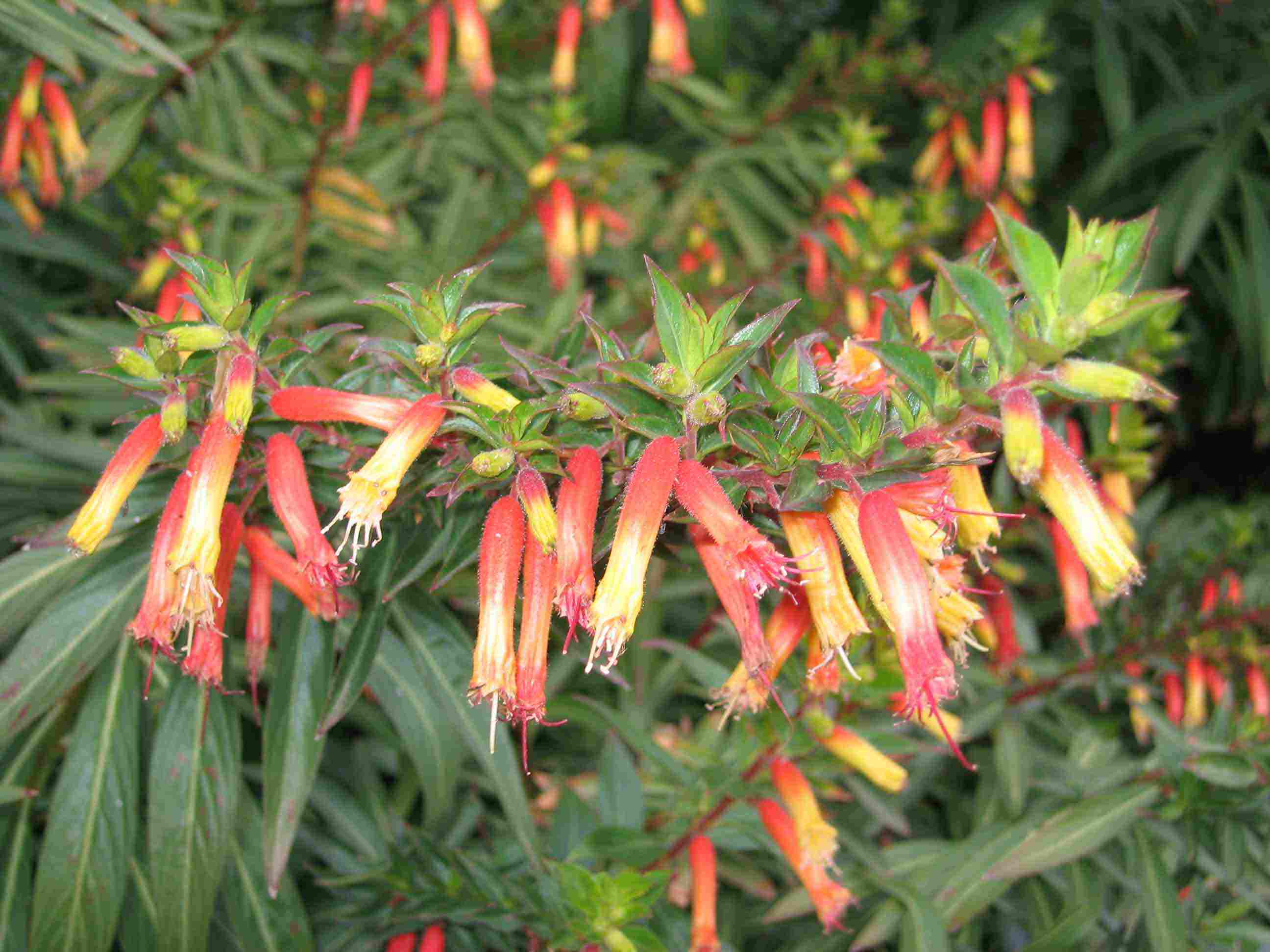 Cuphea micropetala other