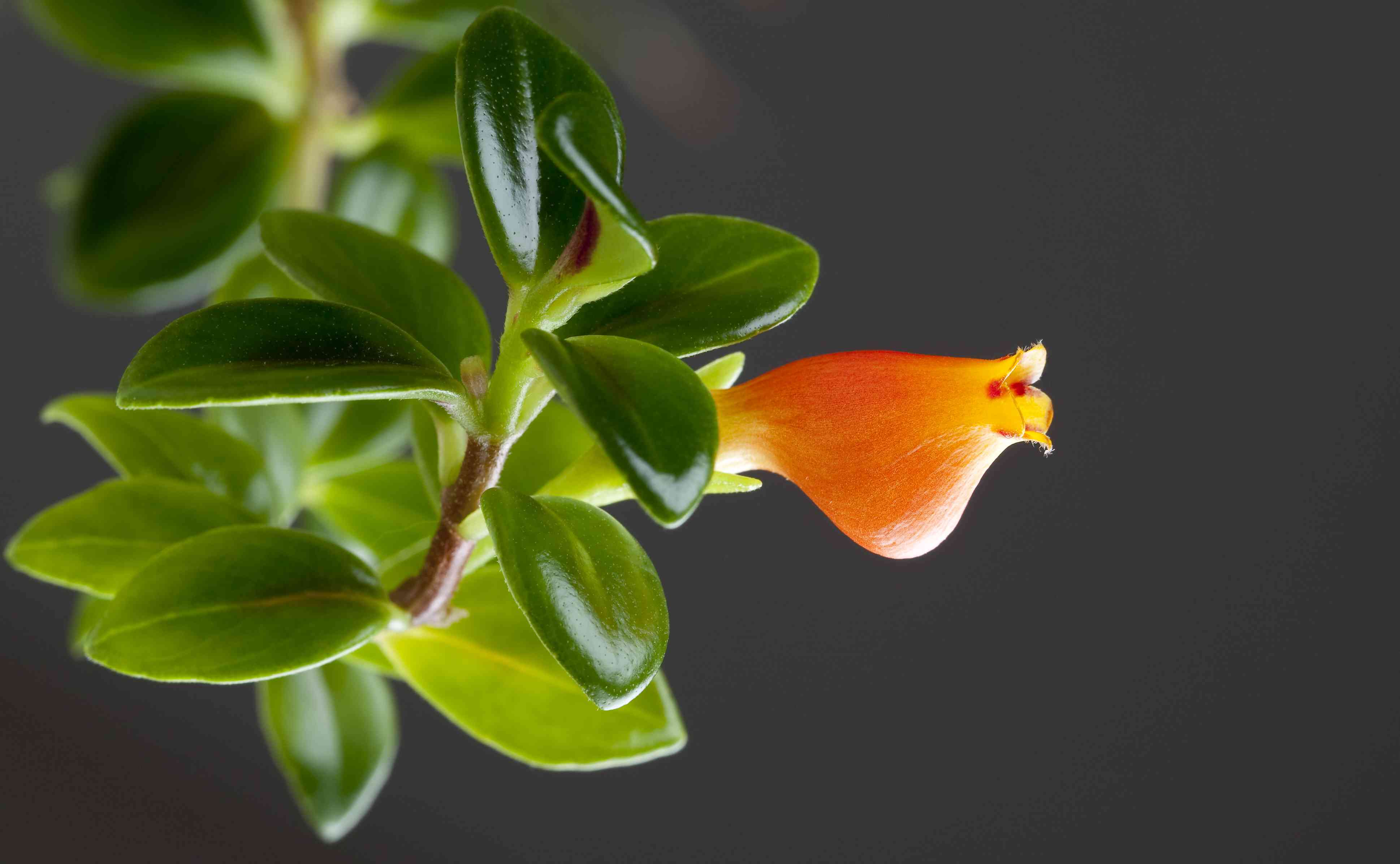 Columnea gloriosa other