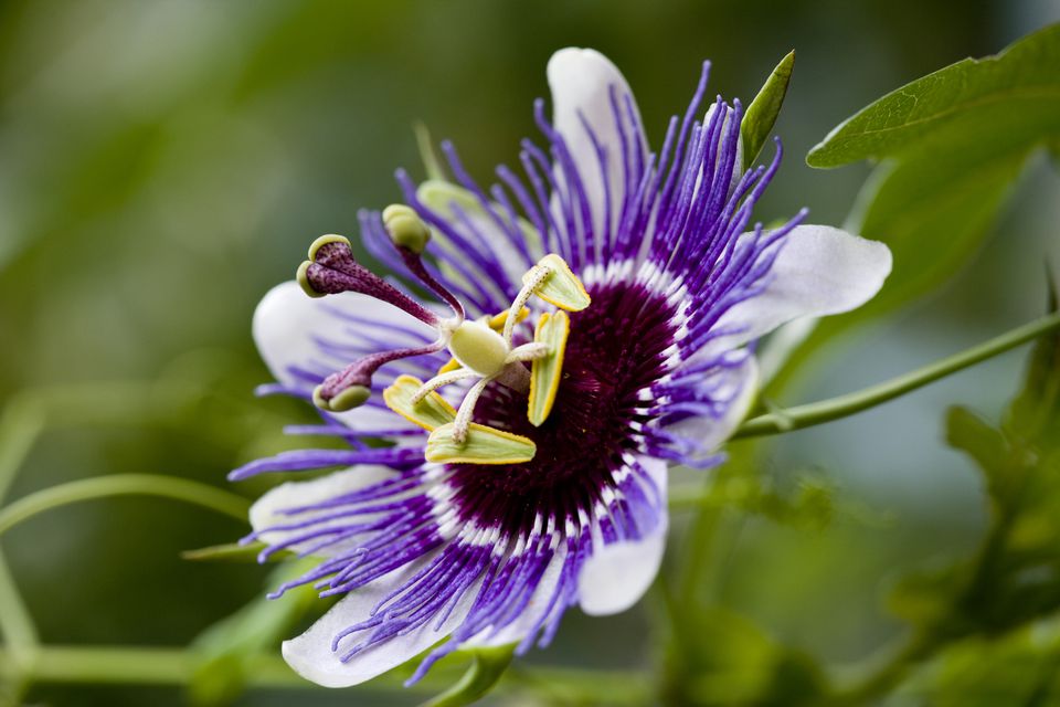 Passiflora spp. other