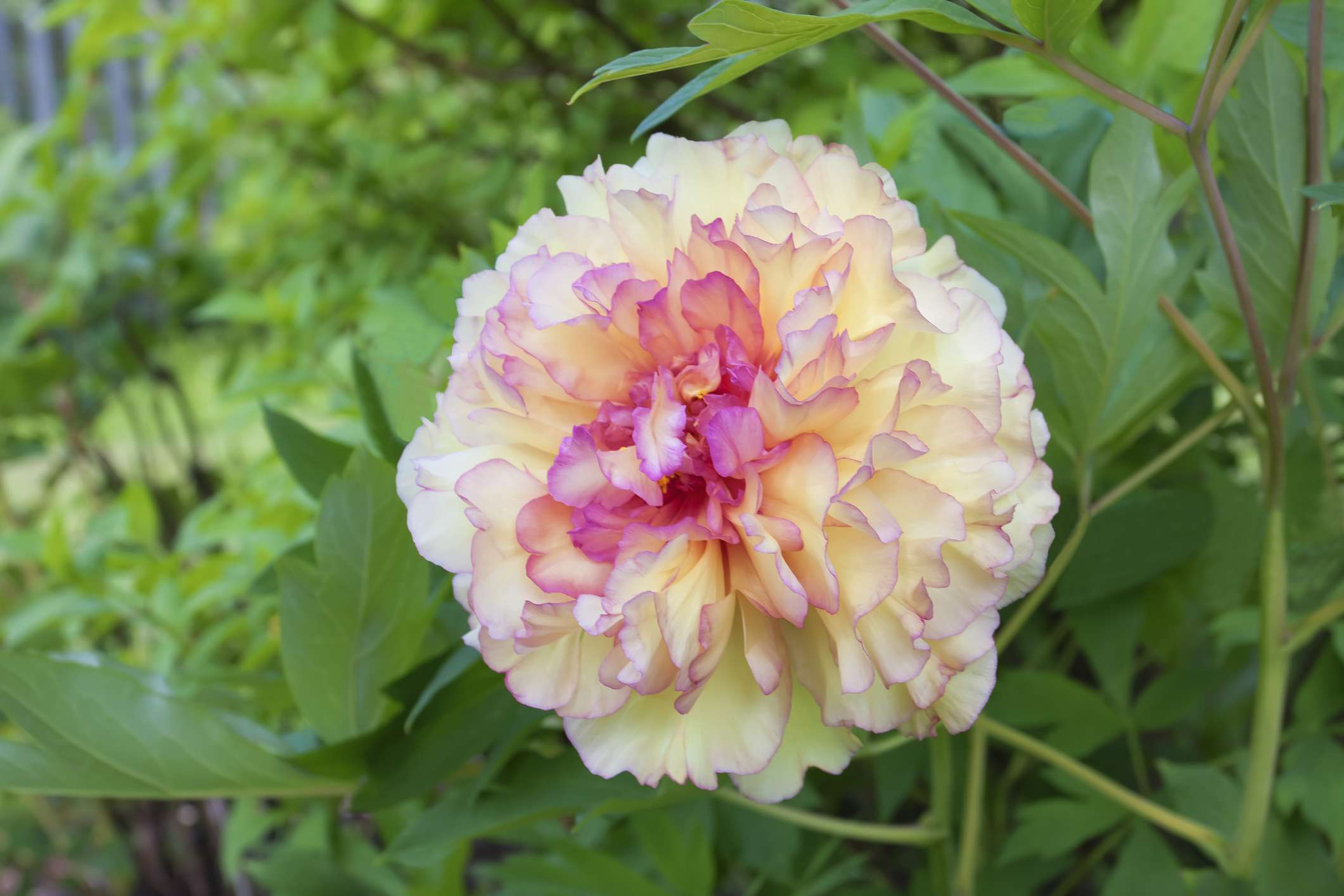 Paeonia Suffruticosa