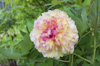 Paeonia Suffruticosa