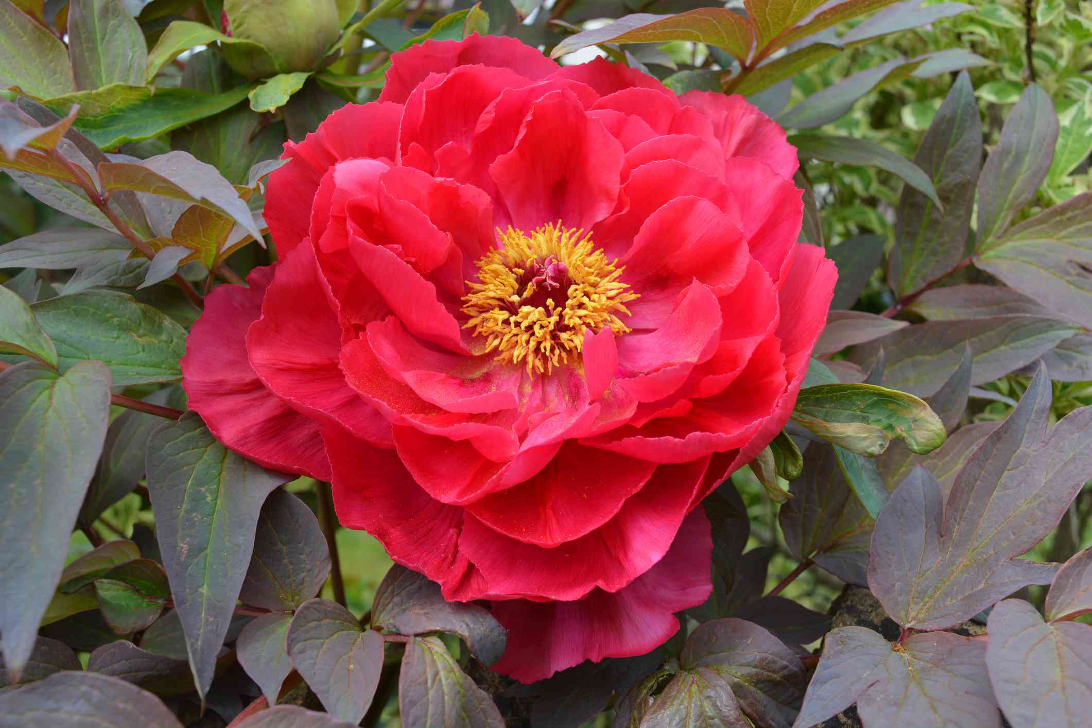 Paeonia Suffruticosa other
