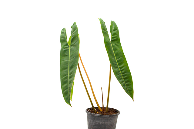 Philodendron billietiae other