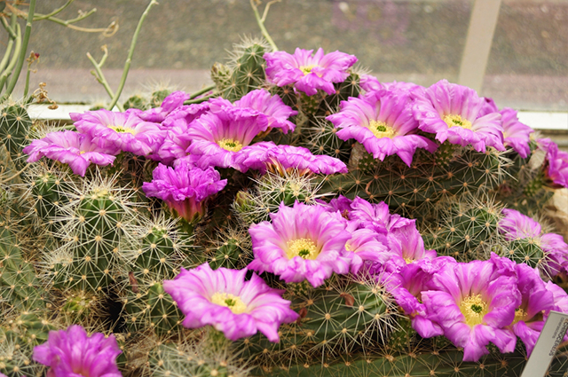 Echinocereus cinerascens other