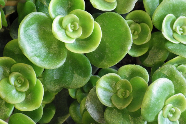 Sedum tetractinum other