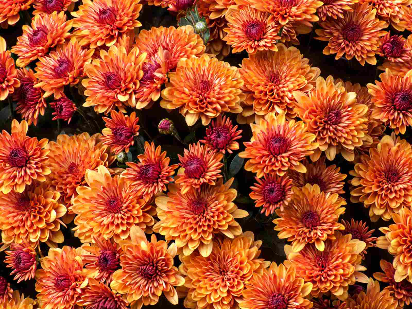 Chrysanthemum spp. other