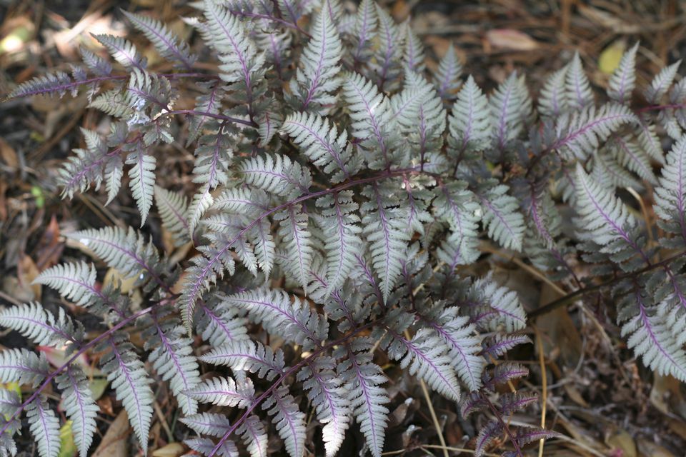 Athyrium niponicum other