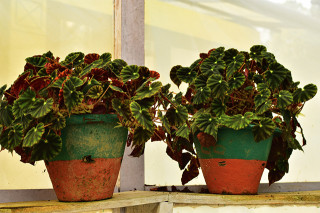 Begonia rex-cultorum